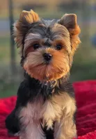 Theodore *REDUCED*, a male Yorkshire Terrier for sale in Staunton, VA – Photo 3 of 8