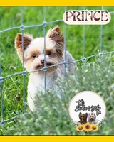 Theodore *REDUCED*, a male Yorkshire Terrier for sale in Staunton, VA – Photo 7 of 8