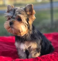 Theodore *REDUCED*, a male Yorkshire Terrier for sale in Staunton, VA – Photo 6 of 8