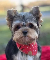 Theodore *REDUCED*, a male Yorkshire Terrier for sale in Staunton, VA – Photo 1 of 8