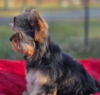 Theodore *REDUCED*, a male Yorkshire Terrier for sale in Staunton, VA – Photo 4 of 8