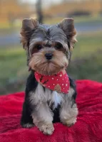 Theodore *REDUCED*, a male Yorkshire Terrier for sale in Staunton, VA – Photo 2 of 8