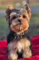 Theodore *REDUCED*, a male Yorkshire Terrier for sale in Staunton, VA – Photo 5 of 8