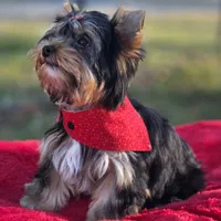 Alvin *REDUCED*, a male Yorkshire Terrier for sale in Staunton, VA – Photo 3 of 7