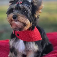 Alvin *REDUCED*, a male Yorkshire Terrier for sale in Staunton, VA – Photo 5 of 7