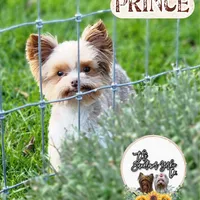 Alvin *REDUCED*, a male Yorkshire Terrier for sale in Staunton, VA – Photo 6 of 7