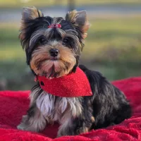Alvin *REDUCED*, a male Yorkshire Terrier for sale in Staunton, VA – Photo 1 of 7