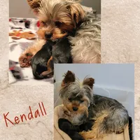 Alvin *REDUCED*, a male Yorkshire Terrier for sale in Staunton, VA – Photo 7 of 7