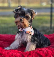 Frankie *REDUCED*, a male Yorkshire Terrier for sale in Staunton, VA – Photo 5 of 8