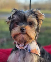 Frankie *REDUCED*, a male Yorkshire Terrier for sale in Staunton, VA – Photo 1 of 8