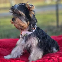 Frankie *REDUCED*, a male Yorkshire Terrier for sale in Staunton, VA – Photo 6 of 8