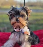 Frankie *REDUCED*, a male Yorkshire Terrier for sale in Staunton, VA – Photo 4 of 8