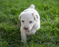 Squeaks , a male Australian Shepherd and Border Collie for sale in Connell, WA – 4 of 6