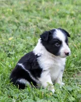 Martha, a female Australian Shepherd and Border Collie for sale in Connell, WA – 1 of 3