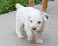 Squeaks , a male Australian Shepherd and Border Collie for sale in Connell, WA – 6 of 6