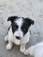 Martha, a female Australian Shepherd and Border Collie for sale in Connell, WA – 3 of 3