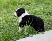 Martha, a female Australian Shepherd and Border Collie for sale in Connell, WA – 2 of 3