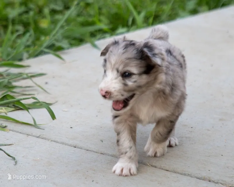 Blue – Australian Shepherd, Border Collie puppy for sale in Connell, WA