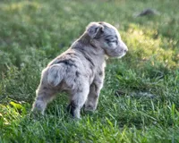 Blue, a male Australian Shepherd and Border Collie for sale in Connell, WA – 2 of 4