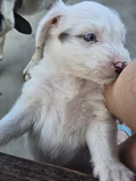 Squeaks , a male Australian Shepherd and Border Collie for sale in Connell, WA – 5 of 6