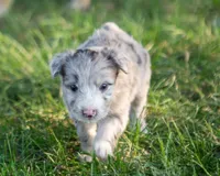Blue, a male Australian Shepherd and Border Collie for sale in Connell, WA – 3 of 4