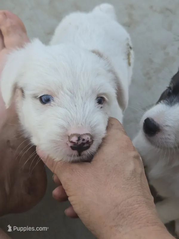 Squeaks  – Australian Shepherd, Border Collie puppy for sale in Connell, WA