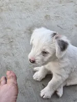 Squeaks , a male Australian Shepherd and Border Collie for sale in Connell, WA – 2 of 6