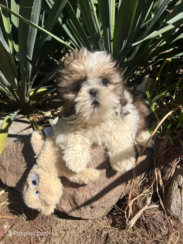 Teddy – Shih Tzu puppy for sale in Midland, MI