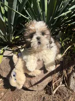Teddy, a male Shih Tzu for sale in Midland, MI – 1 of 3