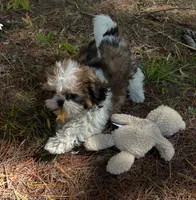 Teddy, a male Shih Tzu for sale in Midland, MI – 3 of 3