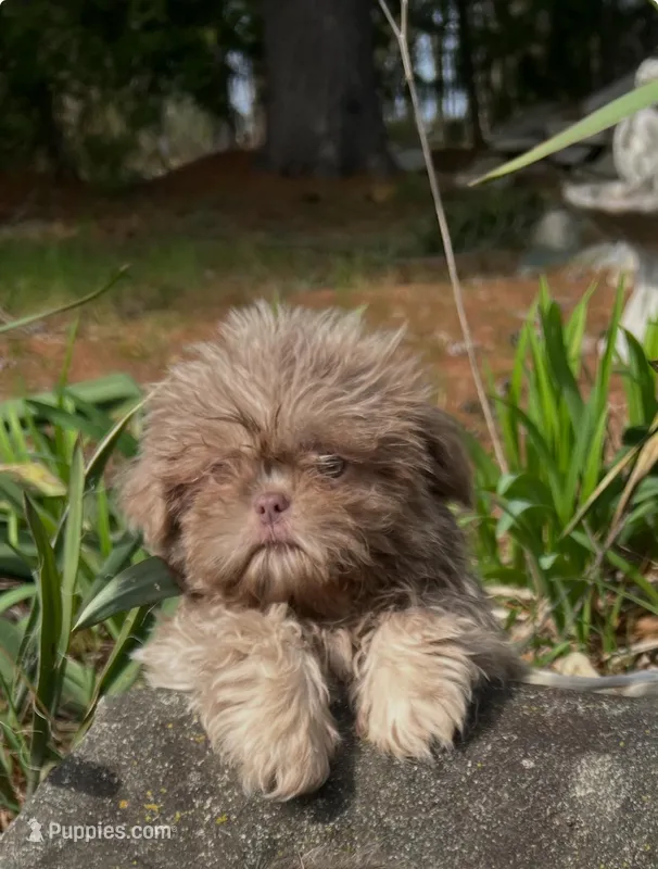 Bo  – Shih Tzu puppy for sale in Midland, MI