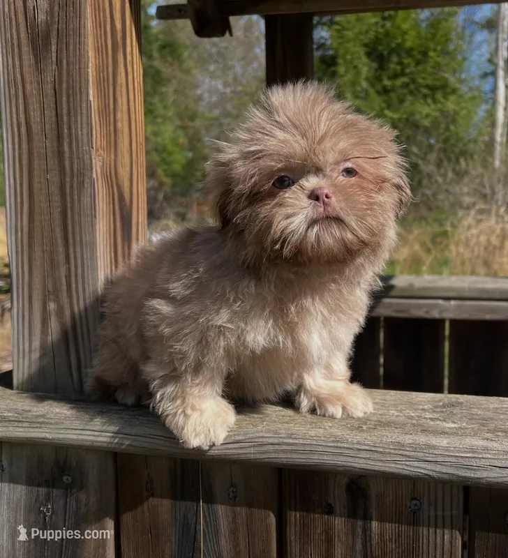 Bo – Shih Tzu puppy for sale in Midland, MI