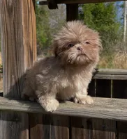 Bo (lavender), a male Shih Tzu for sale in Midland, MI – Photo 3 of 3