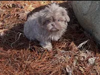Bo (lavender), a male Shih Tzu for sale in Midland, MI – Photo 2 of 3