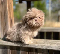 Bo (lavender), a male Shih Tzu for sale in Midland, MI – Photo 1 of 3