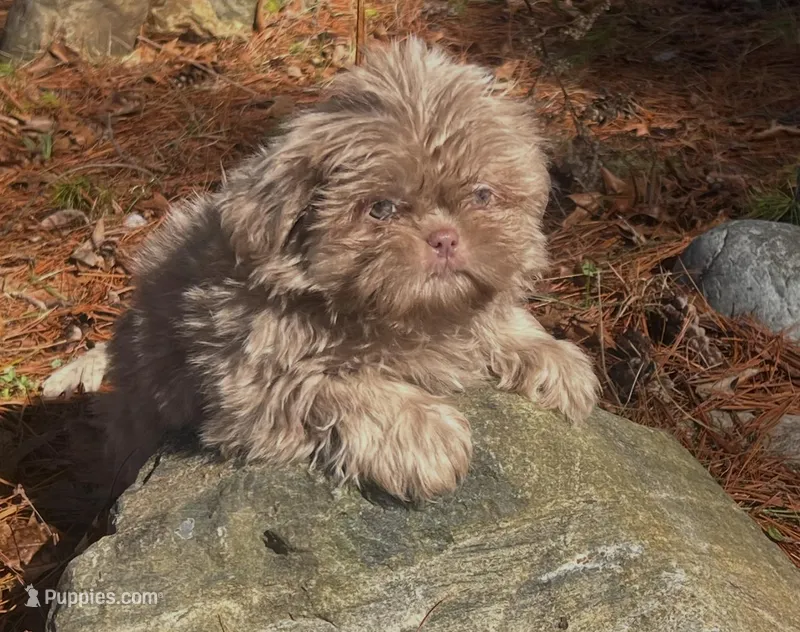 Bo  – Shih Tzu puppy for sale in Midland, MI