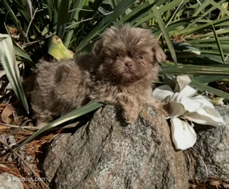 Bo  – Shih Tzu puppy for sale in Midland, MI