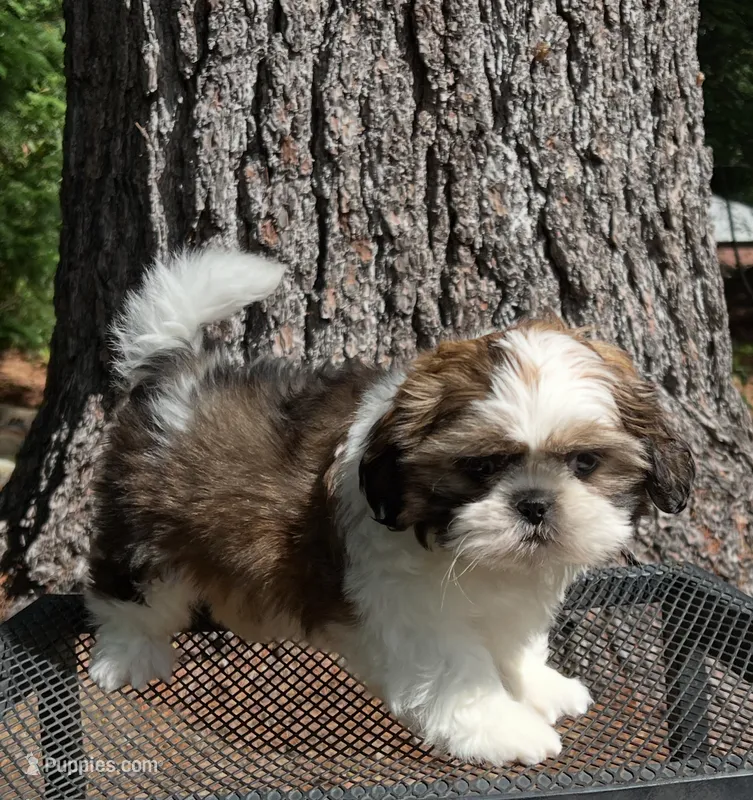Teddy – Shih Tzu puppy for sale in Midland, MI