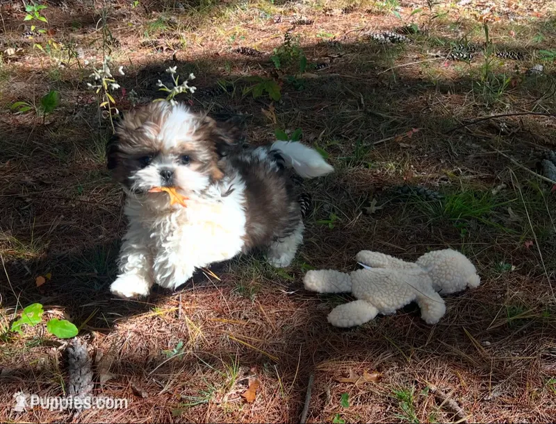 Teddy – Shih Tzu puppy for sale in Midland, MI