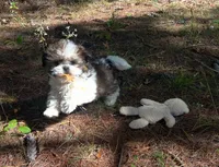 Teddy, a male Shih Tzu for sale in Midland, MI – 2 of 3