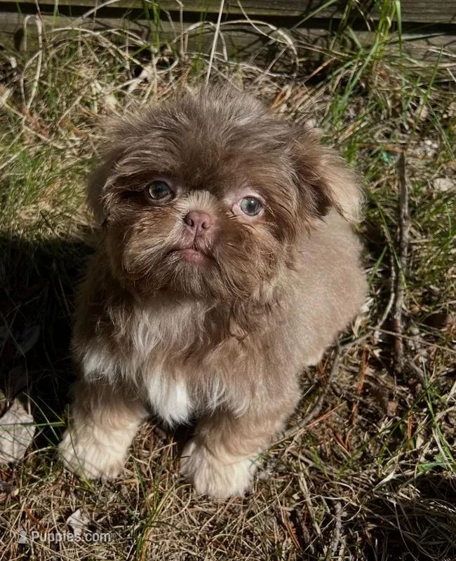 Jet  – Shih Tzu puppy for sale in Midland, MI