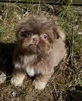 Jet (lavender) , a male Shih Tzu for sale in Midland, MI – Photo 1 of 2