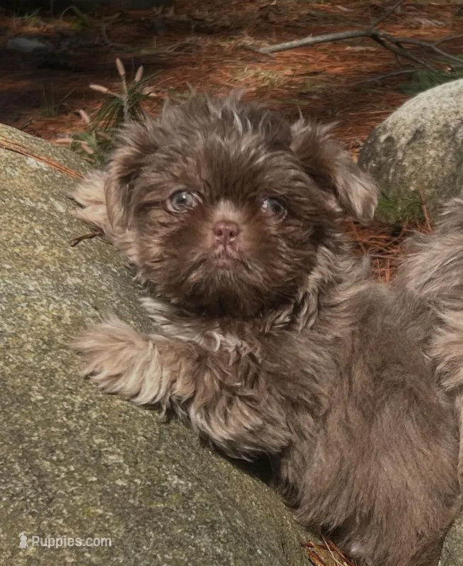 Jet  – Shih Tzu puppy for sale in Midland, MI