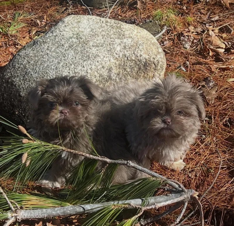 Jet  – Shih Tzu puppy for sale in Midland, MI