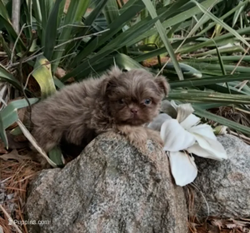 Jet  – Shih Tzu puppy for sale in Midland, MI