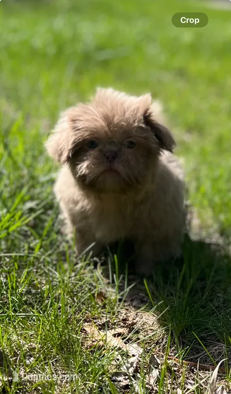 Bo – Shih Tzu puppy for sale in Midland, MI