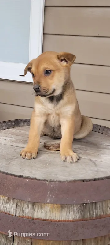 No name, a male German Shepherd Dog for sale in New Haven, IN – Photo 1 of 3