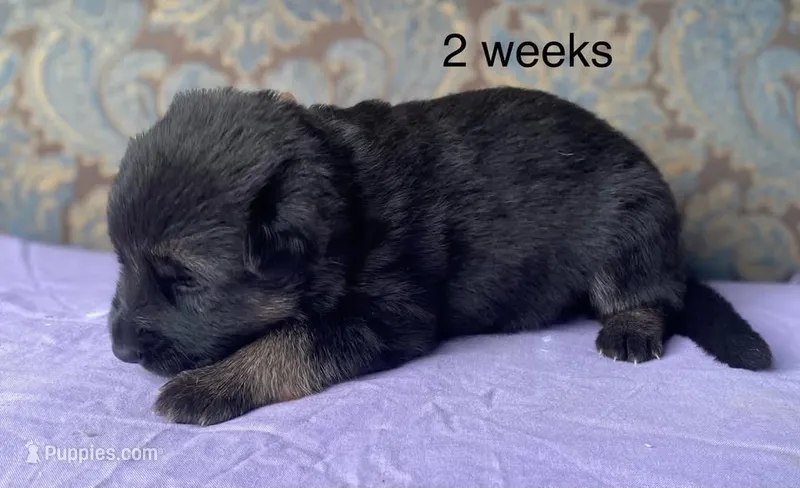 Purple collar girl – German Shepherd Dog puppy for sale in Coleta, IL