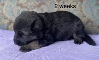 Purple collar girl, a female German Shepherd Dog for sale in Coleta, IL – 1 of 4