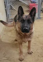 Sable male, a male German Shepherd Dog for sale in Coleta, IL – Photo 3 of 3